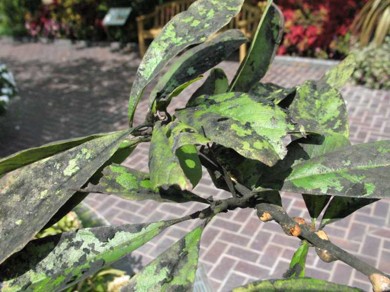 Black mildew and sooty mold